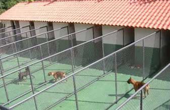 Canil Hotel Recanto Dos Cães - Foto 1