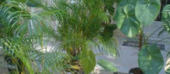 plantas-ornamentais-barramansa-1374710710