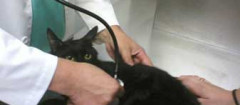 veterinários-barramansa-1374631775