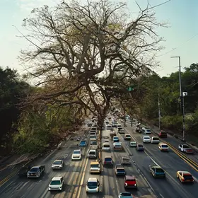 árvore cai Via Dutra