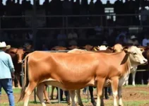 Leilão de Gado de Antônio Rocha