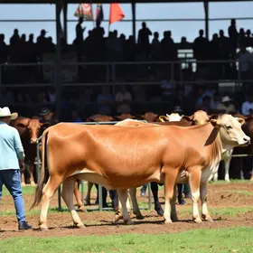 Leilão de Gado de Antônio Rocha
