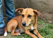 cão abandonado