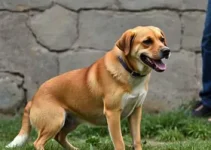 cão esfaqueado em Barra Mansa