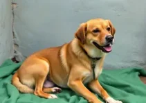 cadela com problemas de saúde