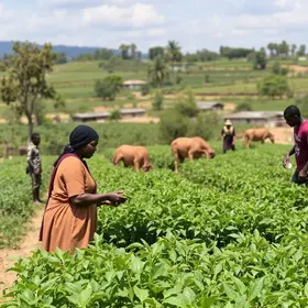 Mutirão em Barra Mansa