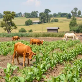 plantio de milho para silagem
