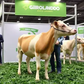 Expo Girolando