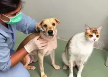 vacinação antirrábica