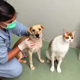 vacinação antirrábica
