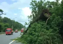 queda de árvore na Via Dutra