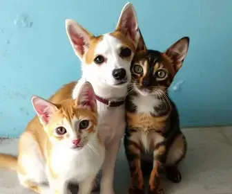 Cães e gatos em Barra Mansa